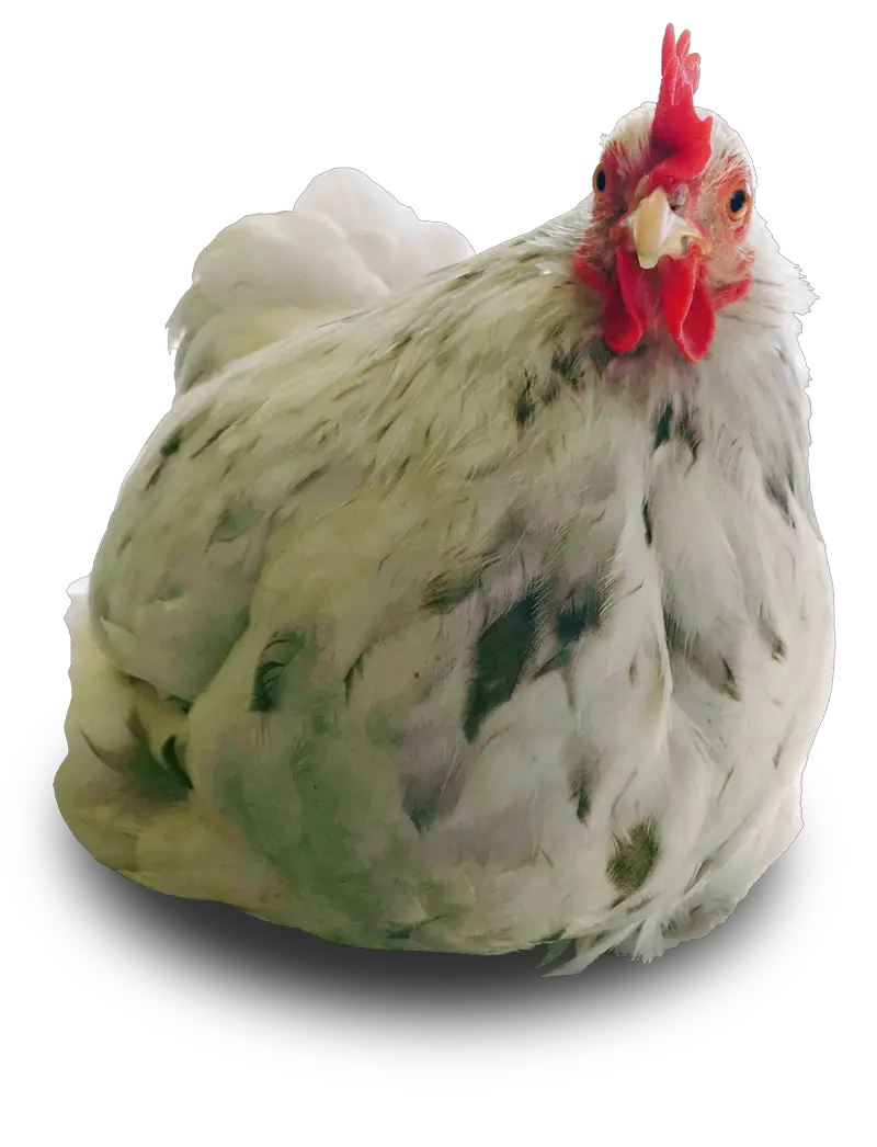 Phyllis - Pekin Bantam Chicken