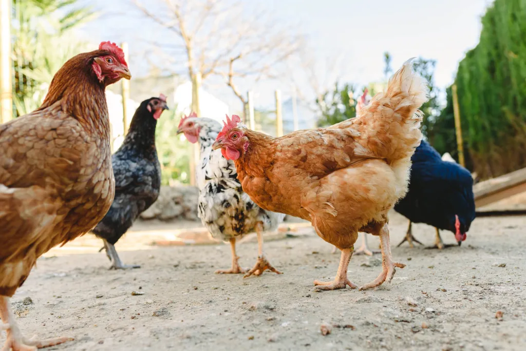 Backyard chickens pecking in suburbia