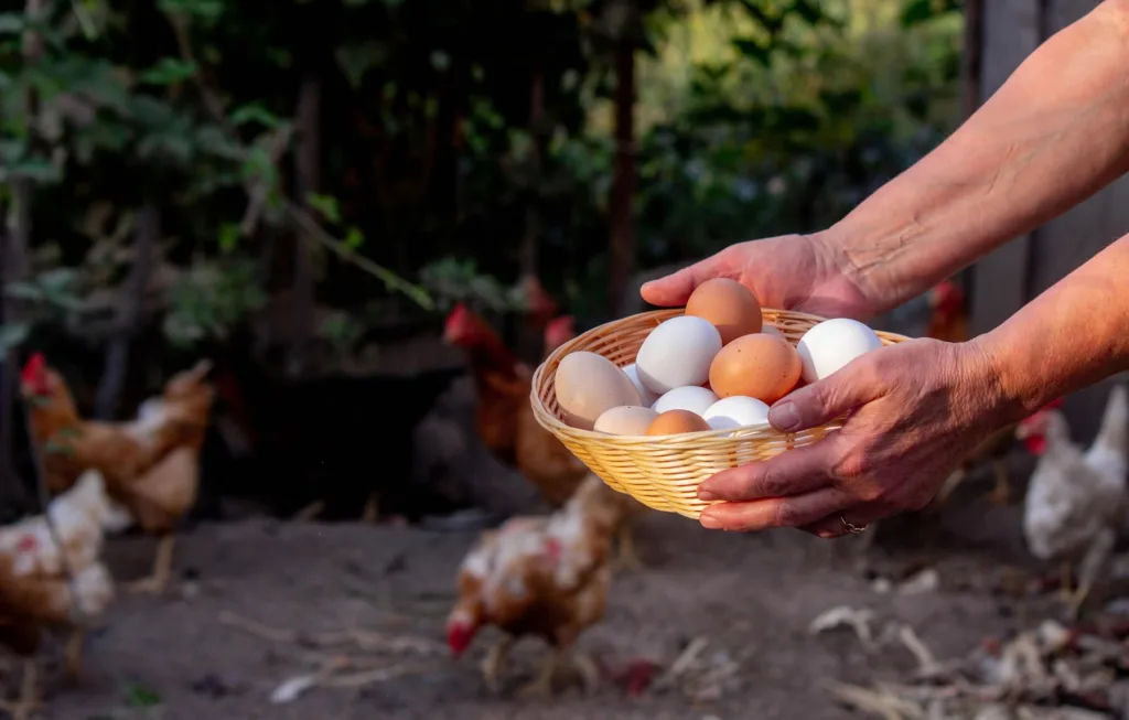A woman holding a basket of eggs while her backyard chickens peck in the background