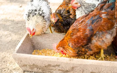 Best Chicken Feed for Egg Layers