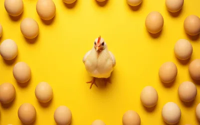 Insights into the Chicken Egg Laying Cycle